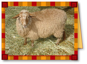 A Farm Animal Card of a Sheep