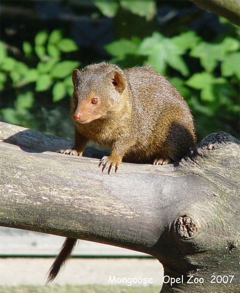 Mongoose 1