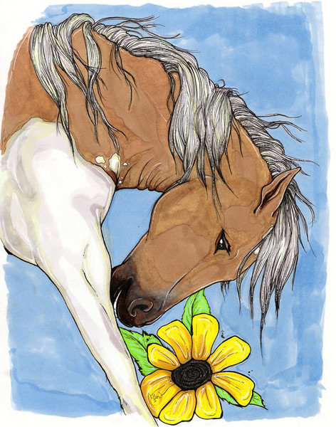 Pinto with a sunflower