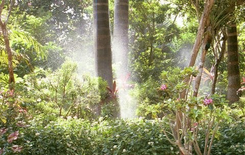 Rainforest