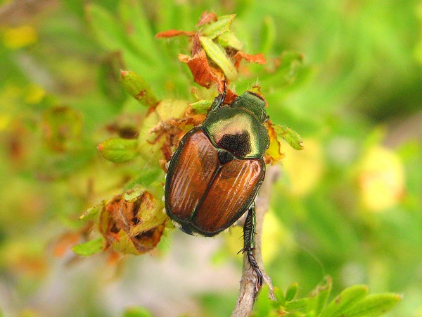 Down on Bettle