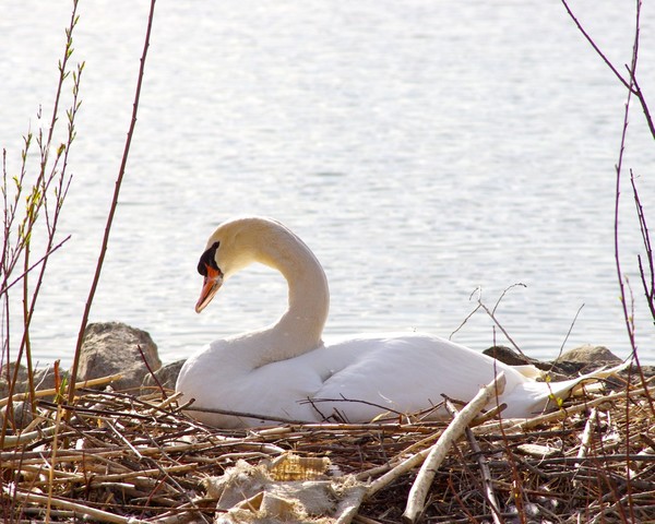 Ruling the Roost