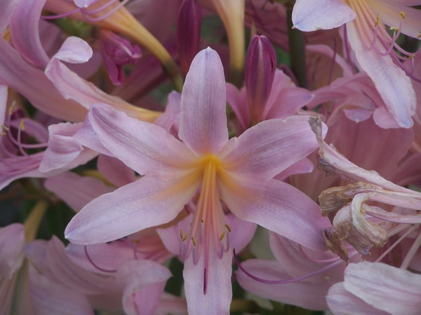 Mystic Lily