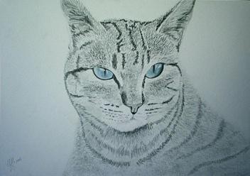 Cat 14