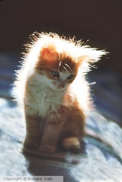 Everything Kitten