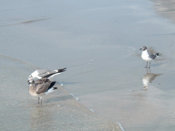 Seagulls