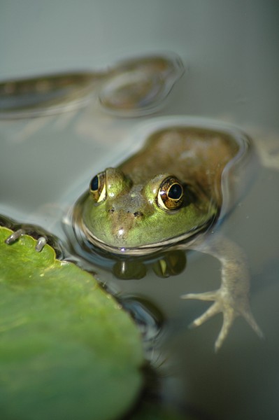 You found me!