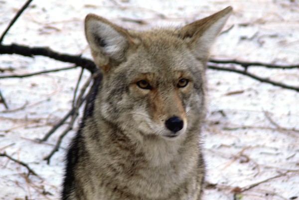 Yosemite Coyote 1