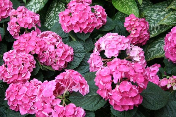 Pink beauty