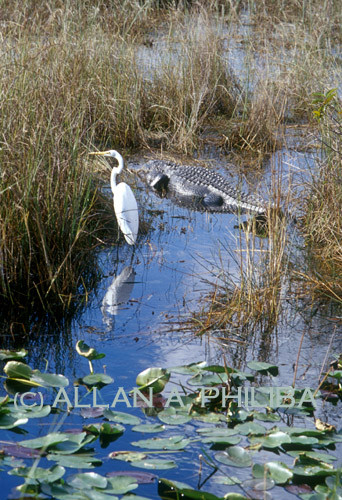 Heron and Aligator