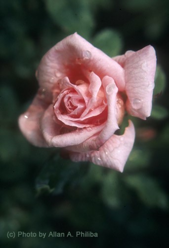 Rose 1