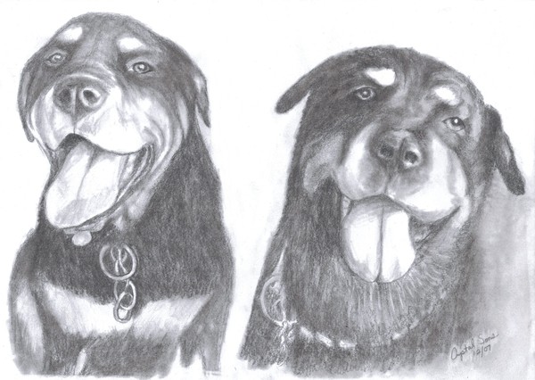Rottwielers