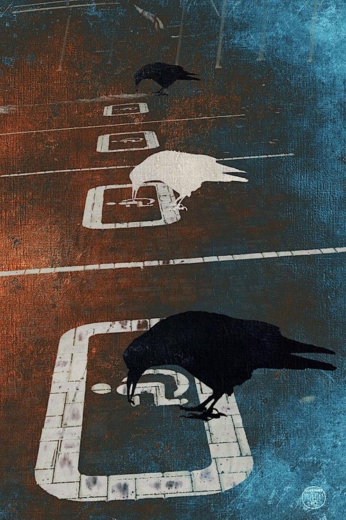 crows