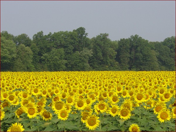 Sunflower Field