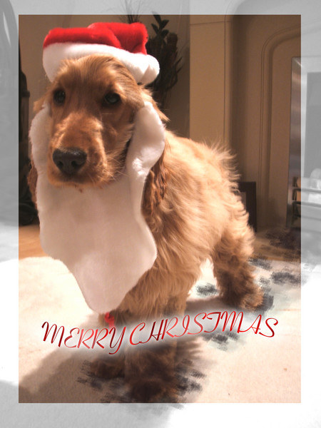 Forget Raindeer!!