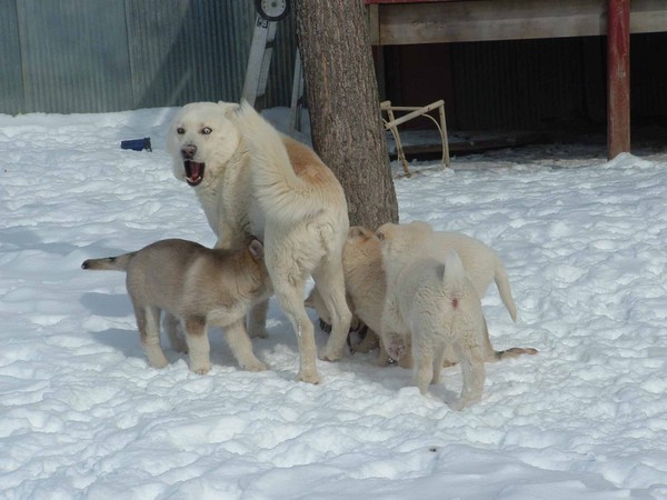 WHO SAID IT WAS MY TURN TO PLAY WITH THEM 