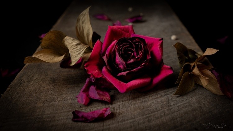 Roses are Red