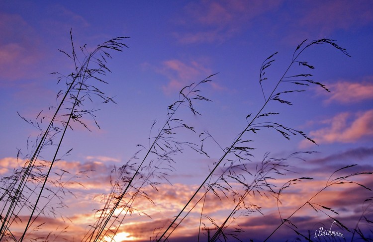  Devine winter sky.