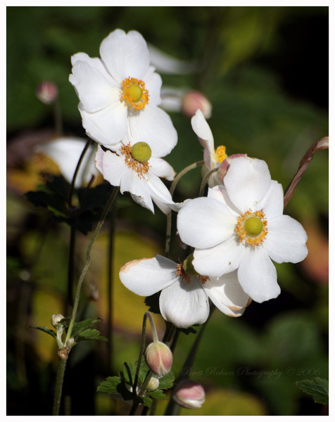Fiori in fioritura