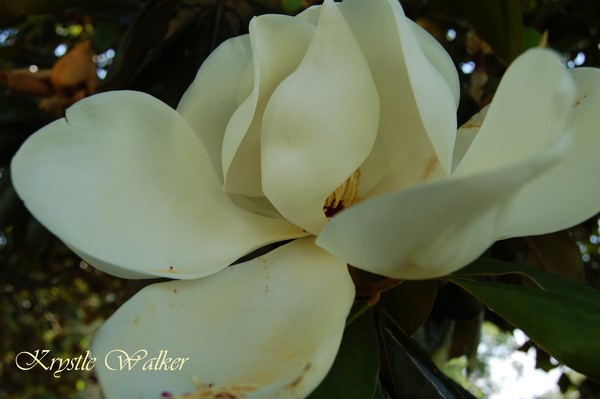 Magnolia 3