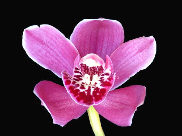 Single Orchid