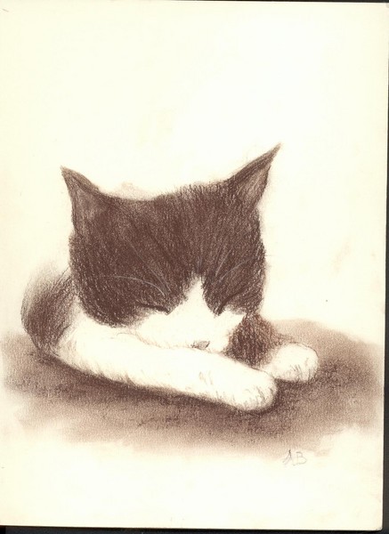Snowshoe Kitten