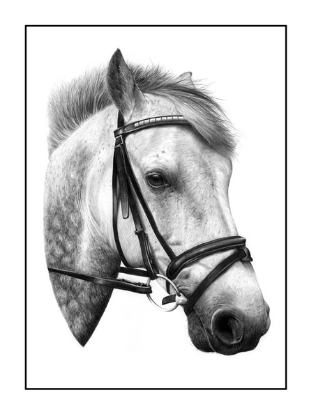 connemara pony