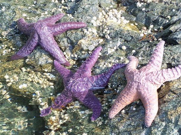Starfish 1,2,3