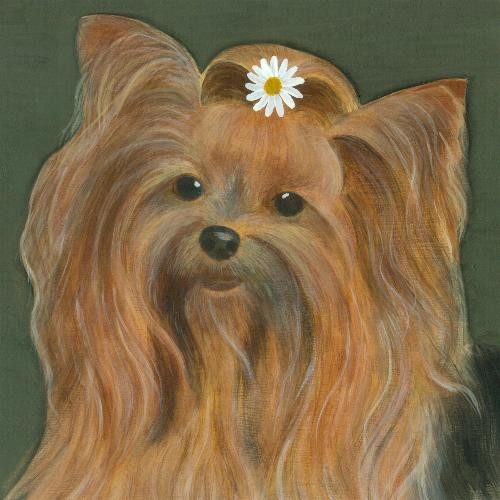 Yorkshire Terrier