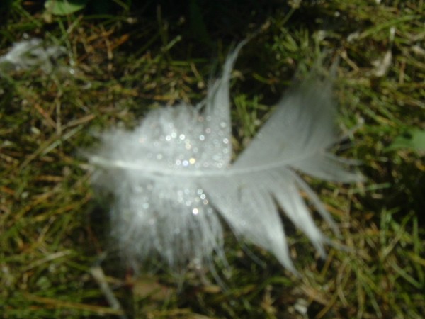 water beads on a feather