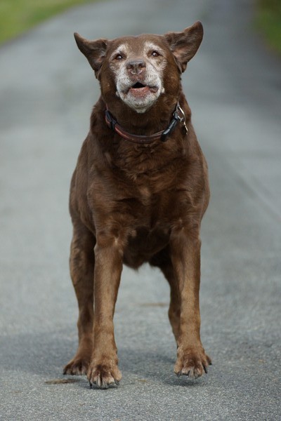 Labrador mid bark