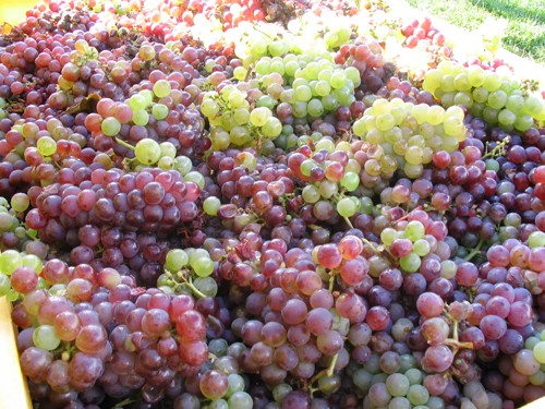 Sea of grapes