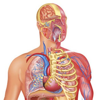 Cuerpo Humano