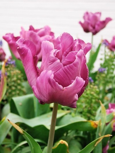 Pink Flower