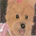Yorkie