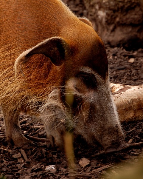 Pig Eating - Chester Zoo