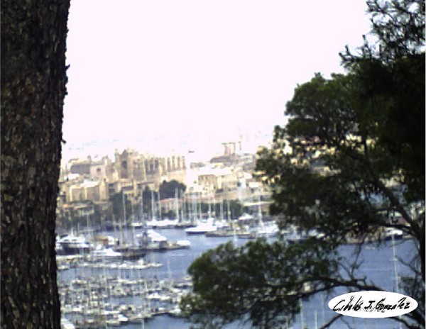 Sight Of Palma Harbor