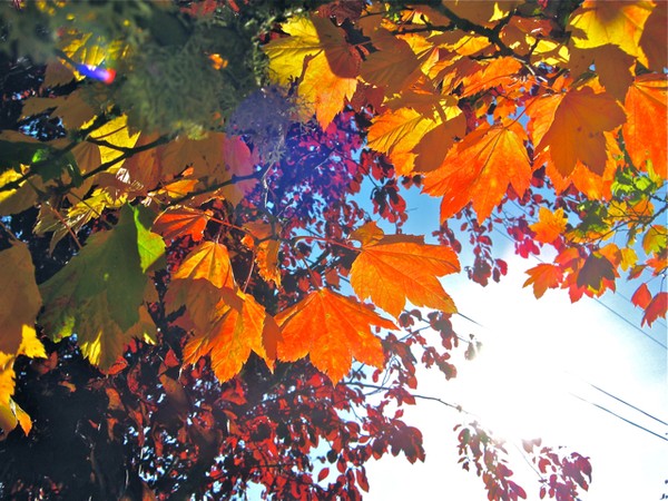 Tree leaves 