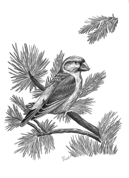 Common crossbill (Luxia curvirostrata)