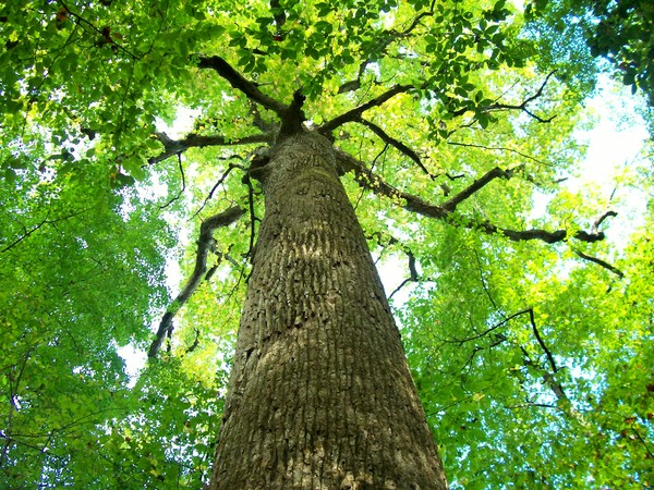  Giant Poplar Trees