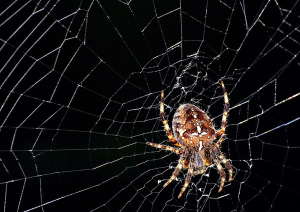 Where's that muffet girl then???