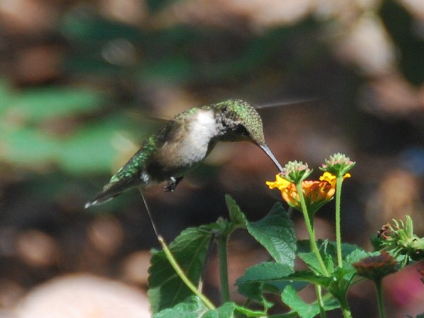 Hummingbird