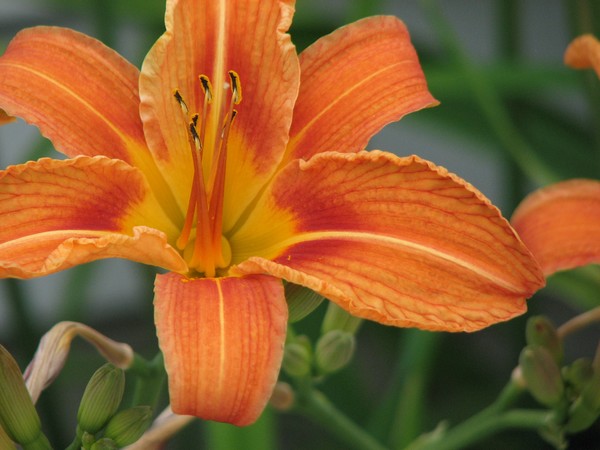 bright beauty