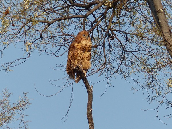 Pel's Fishing Owl