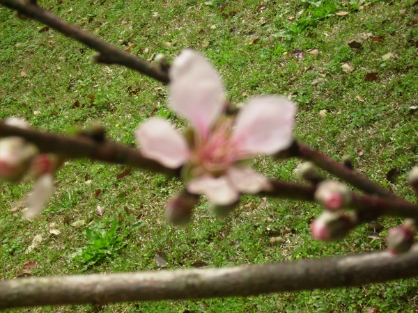 Peach Blossom