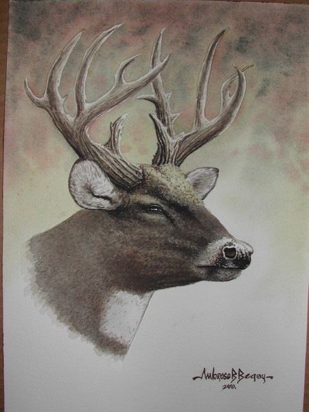 Deer