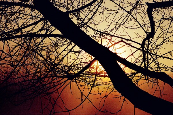 Spooky Trees on Halloween Night