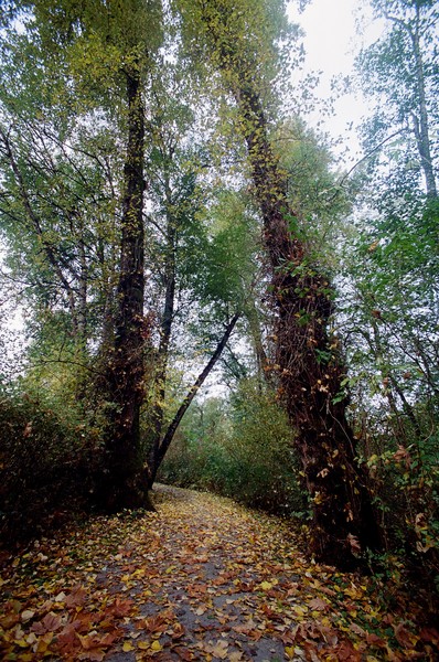 Kanaka Creek Path 