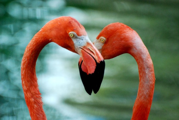 Flamingo Love