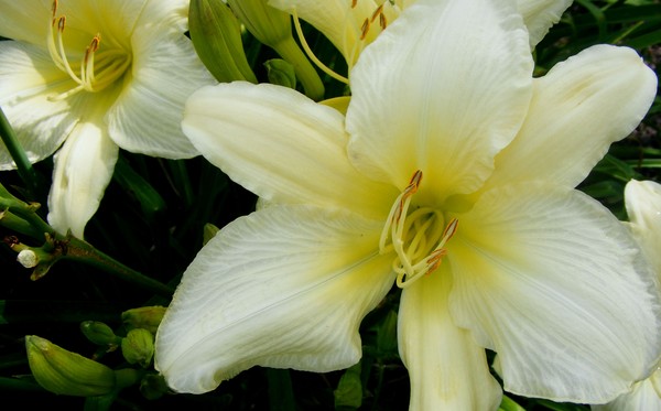 Perfect_Passion_2